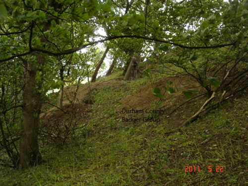 example of sett area with DCBG.png